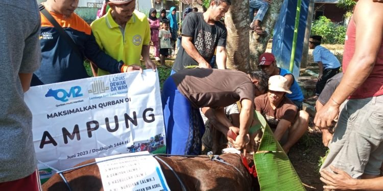 Laznas Dewan Dakwah Lampung Dorong Kesadaran Berqurban Ke Pelosok Desa dan Pulau Terpencil